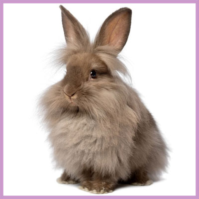 bunny 2