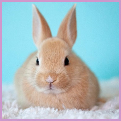 bunny 23