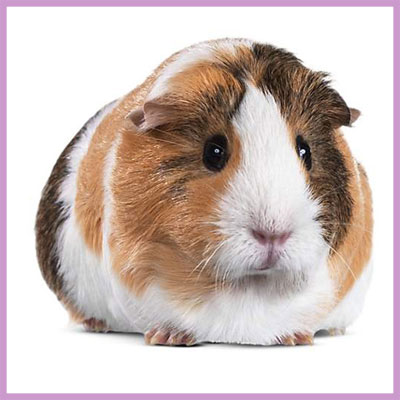 guinea pig