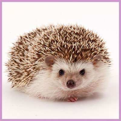 hedgehog